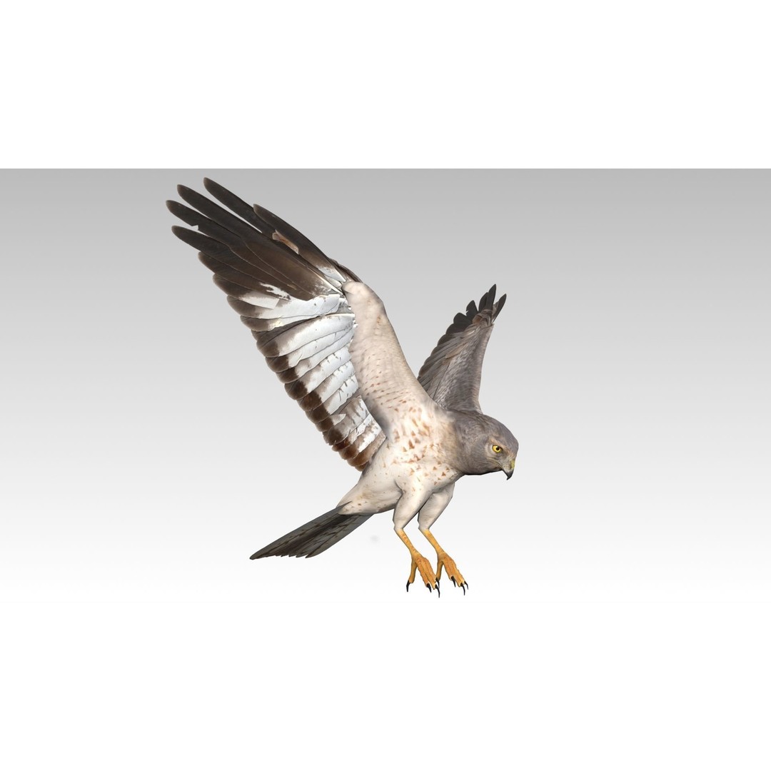 Hen Harrier 3D Model – Low Poly Animated Game Asset, FBX - View 7