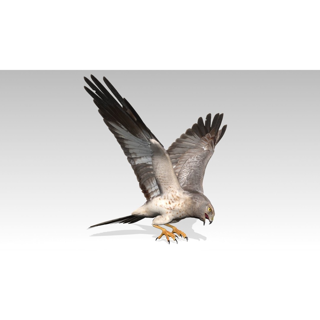 Hen Harrier 3D Model – Low Poly Animated Game Asset, FBX - View 8