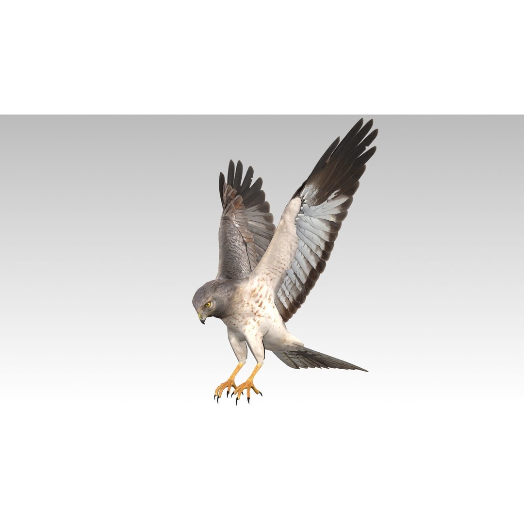 Hen Harrier 3D Model – Low Poly Animated Game Asset, FBX - View 9