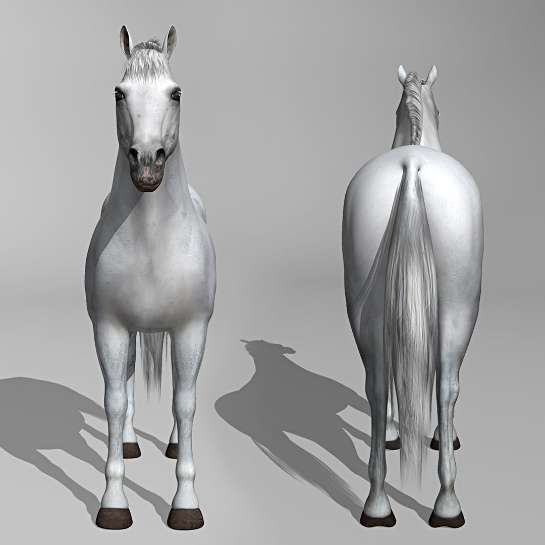 White Horse 3D Model – Rigged and Animated, FBX, PBR Textures - View 11