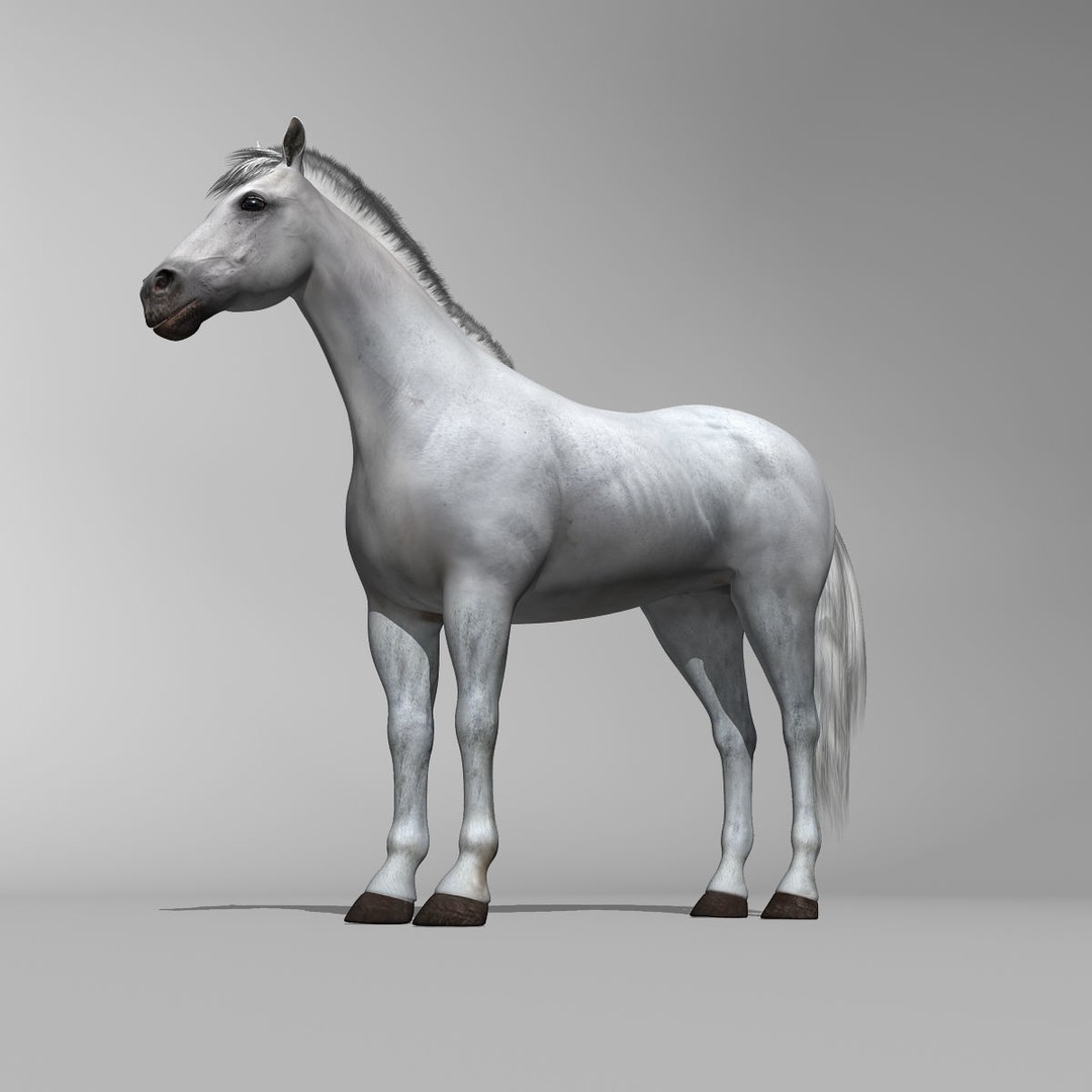 White Horse 3D Model – Rigged and Animated, FBX, PBR Textures - View 13