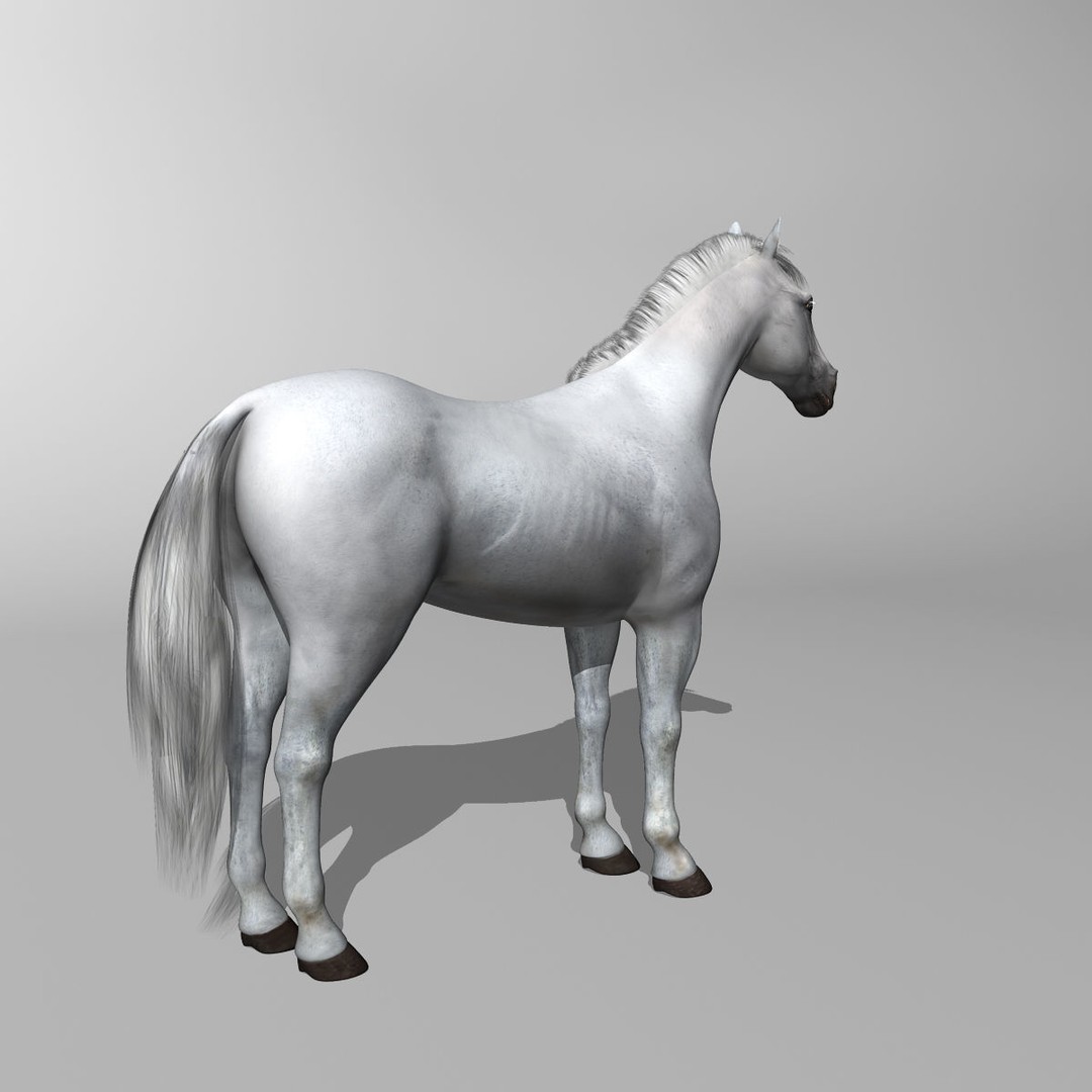 White Horse 3D Model – Rigged and Animated, FBX, PBR Textures - View 15