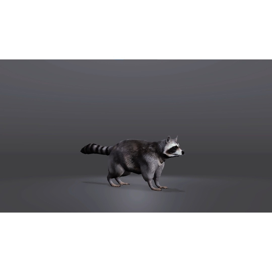 Realistic Raccoon 3D Model – Low Poly Game Asset, FBX & Blender