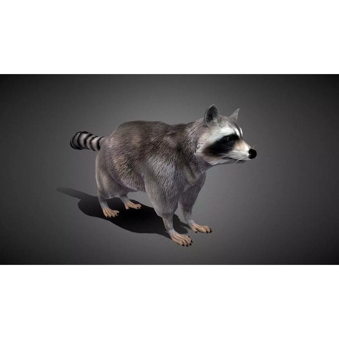 Realistic Raccoon 3D Model – Low Poly Game Asset, FBX & Blender - View 2