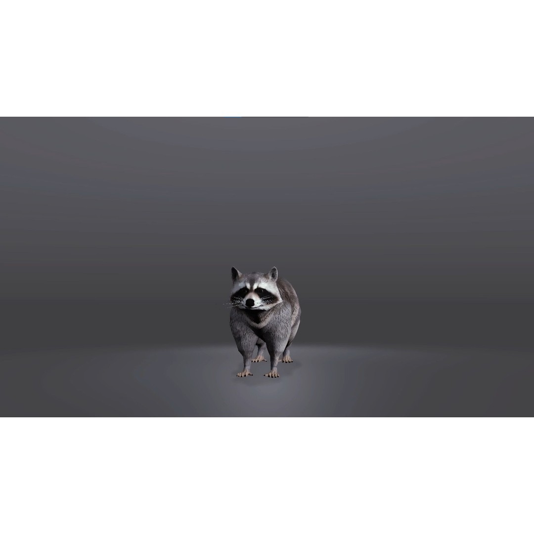 Realistic Raccoon 3D Model – Low Poly Game Asset, FBX & Blender - View 3