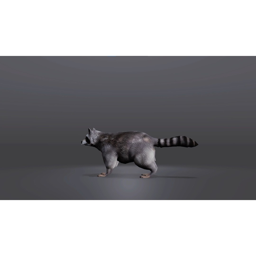 Realistic Raccoon 3D Model – Low Poly Game Asset, FBX & Blender - View 4