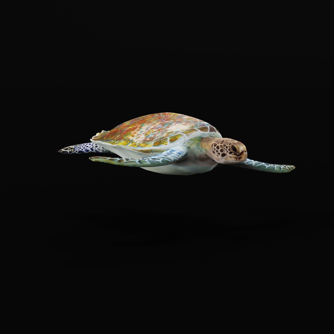 Green Sea Turtle 3D Model – Low Poly Game Ready Asset, FBX, Blender