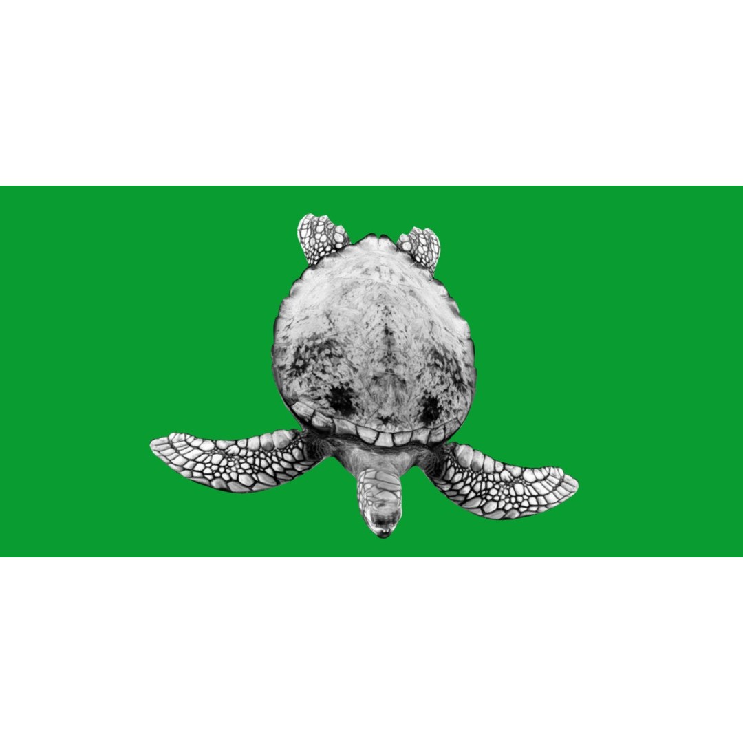 Green Sea Turtle 3D Model – Low Poly Game Ready Asset, FBX, Blender - View 10