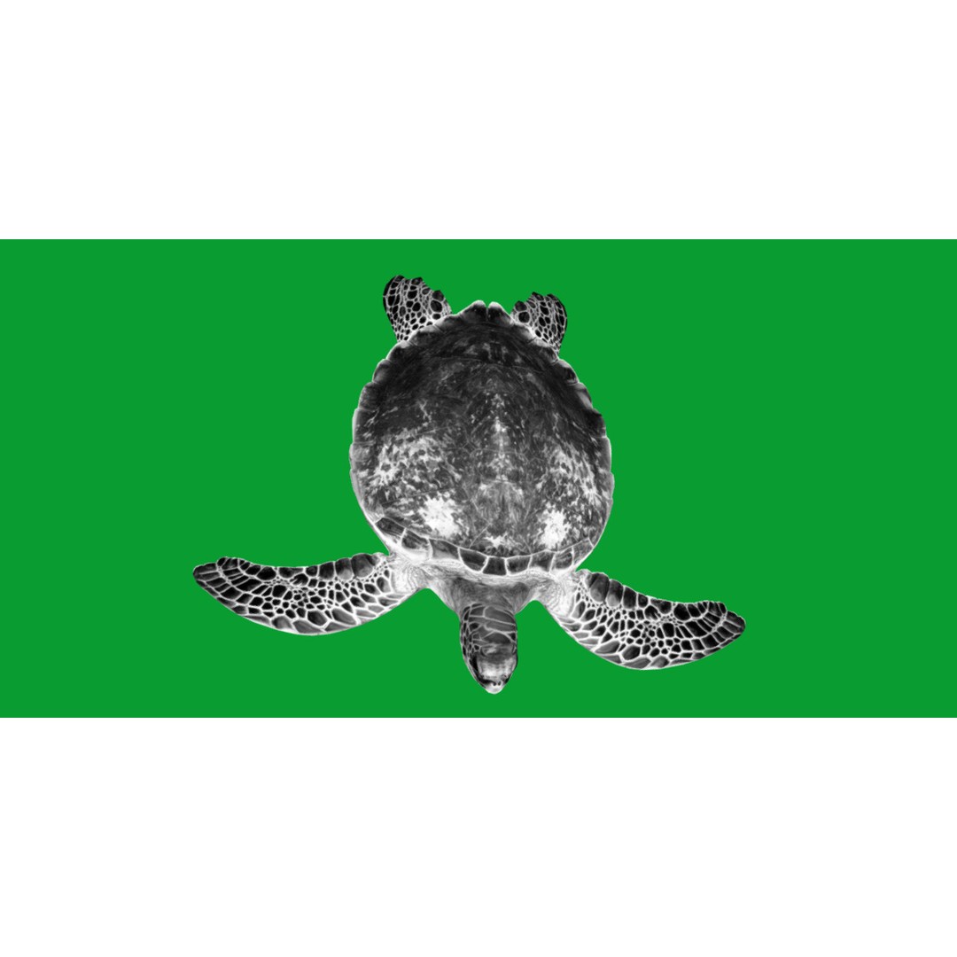 Green Sea Turtle 3D Model – Low Poly Game Ready Asset, FBX, Blender - View 11