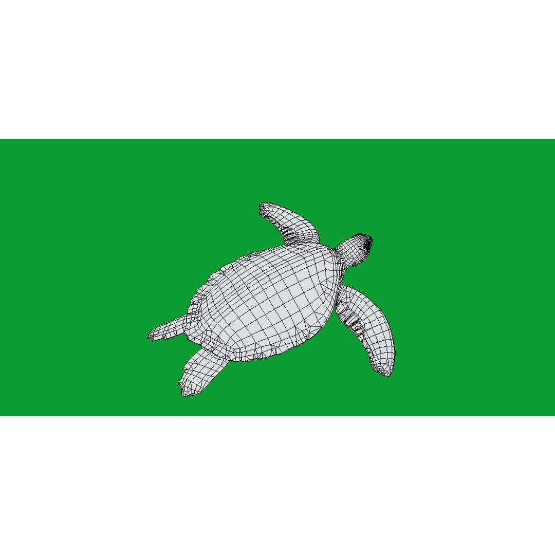 Green Sea Turtle 3D Model – Low Poly Game Ready Asset, FBX, Blender - View 14