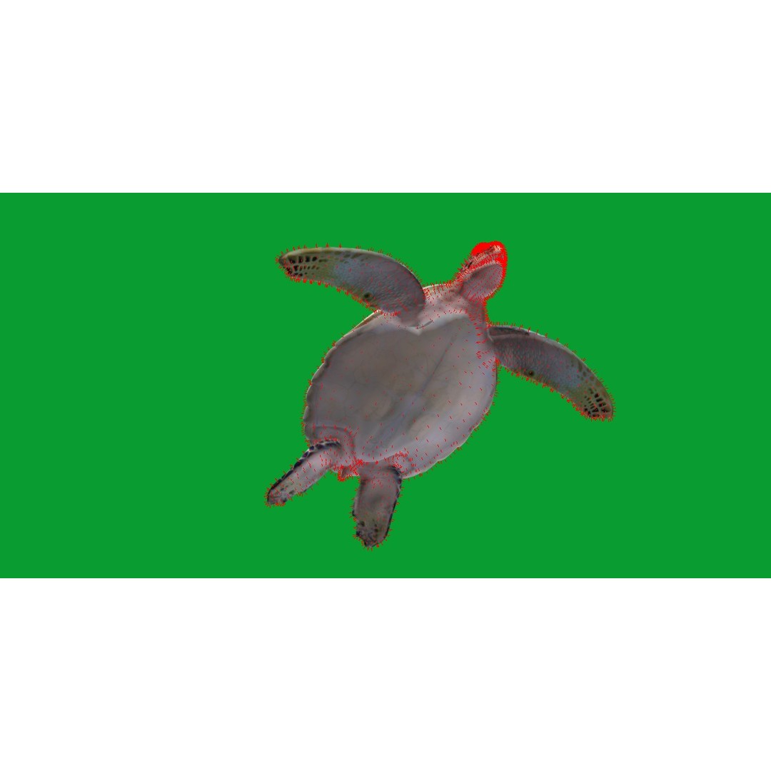 Green Sea Turtle 3D Model – Low Poly Game Ready Asset, FBX, Blender - View 16