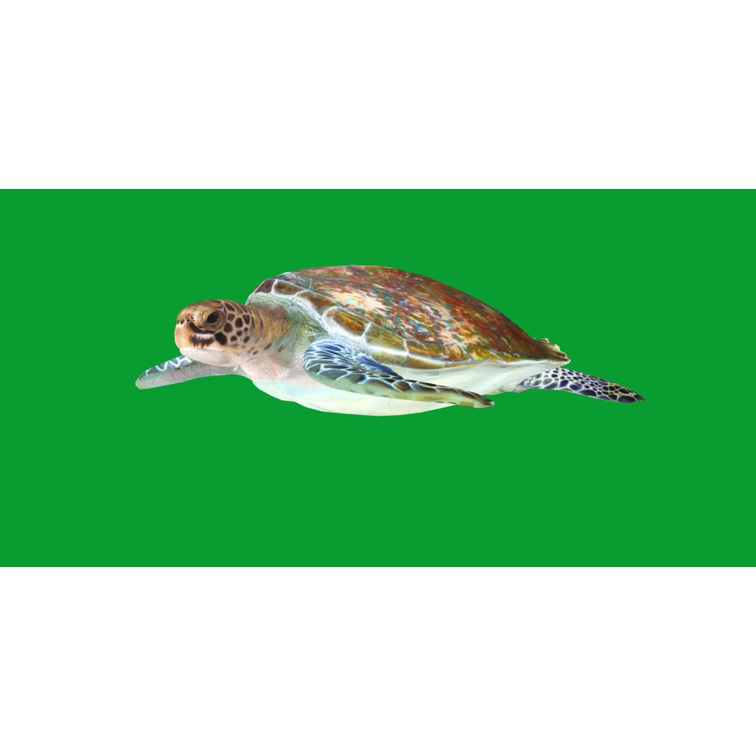 Green Sea Turtle 3D Model – Low Poly Game Ready Asset, FBX, Blender - View 18