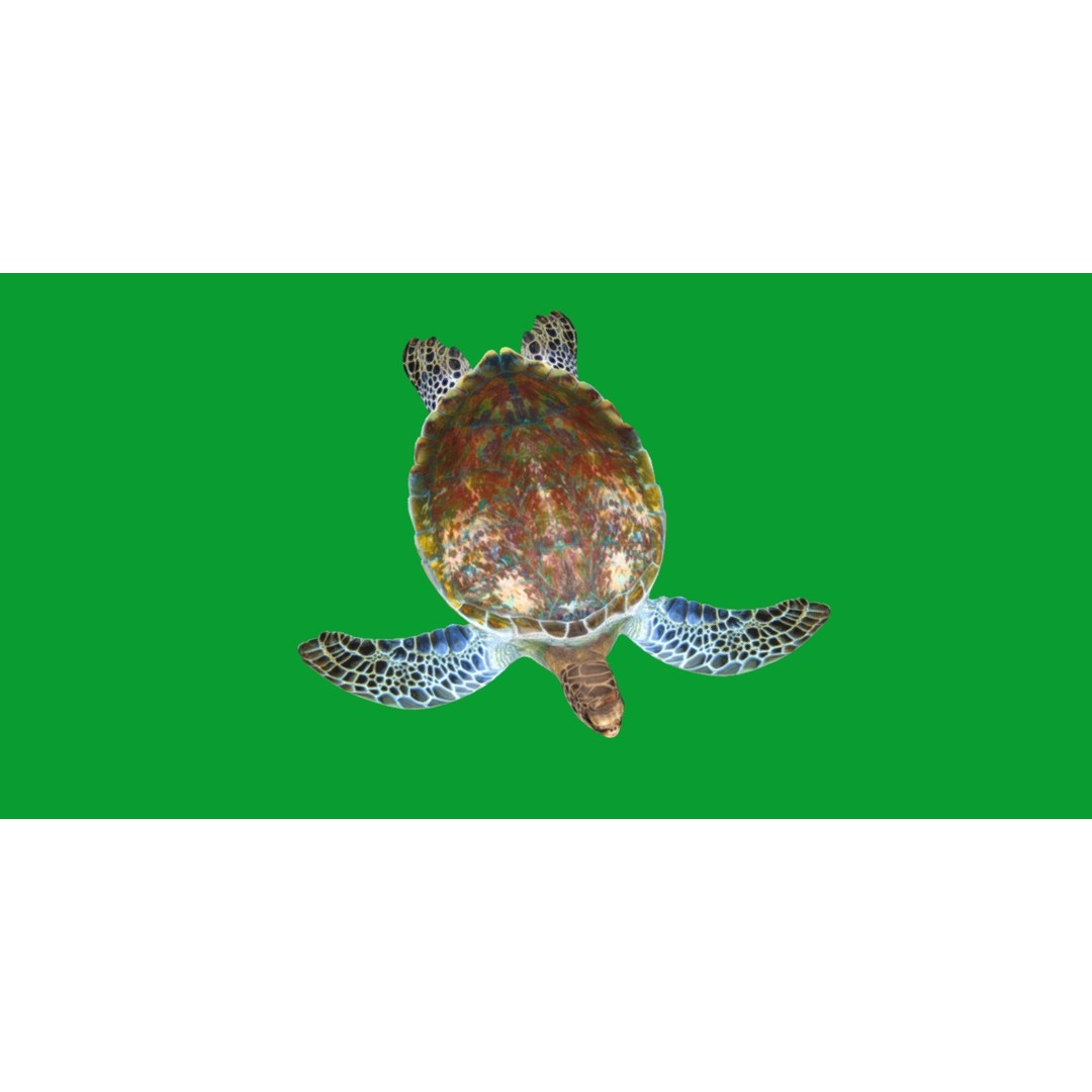 Green Sea Turtle 3D Model – Low Poly Game Ready Asset, FBX, Blender - View 19