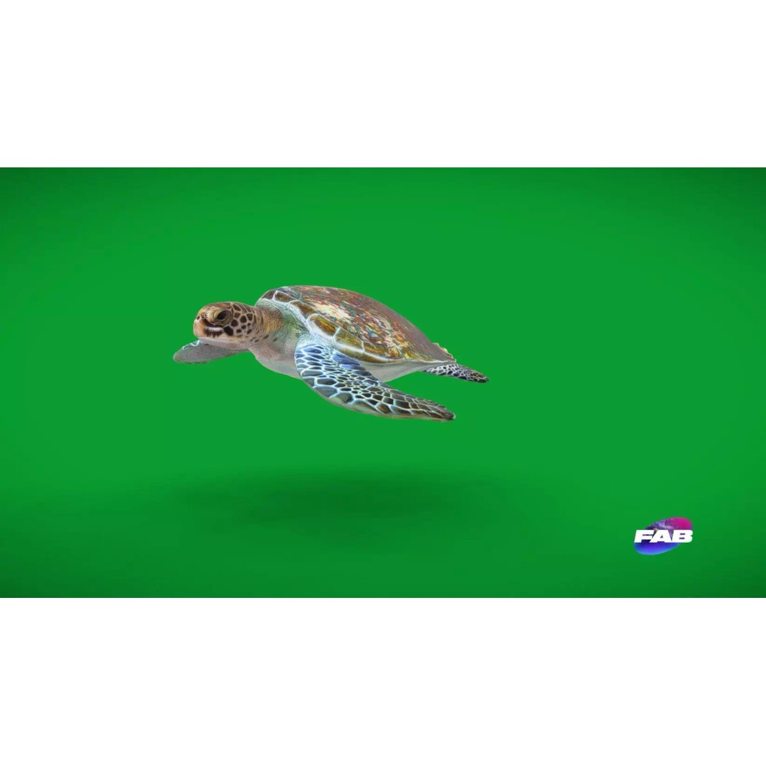 Green Sea Turtle 3D Model – Low Poly Game Ready Asset, FBX, Blender - View 2