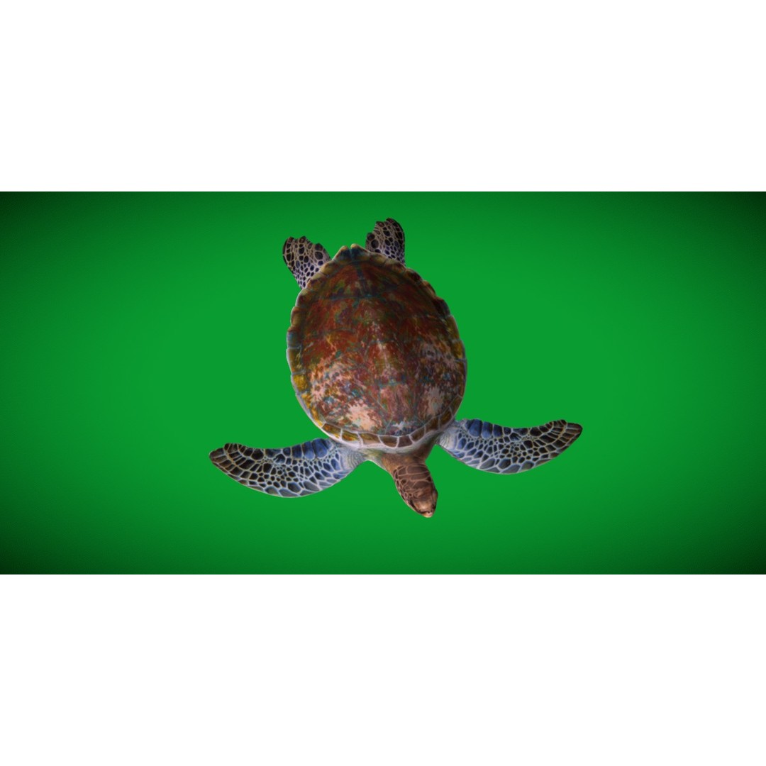 Green Sea Turtle 3D Model – Low Poly Game Ready Asset, FBX, Blender - View 20