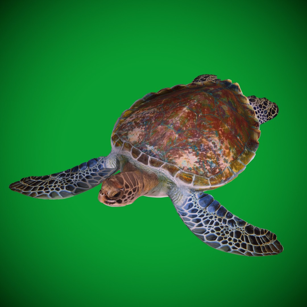 Green Sea Turtle 3D Model – Low Poly Game Ready Asset, FBX, Blender - View 22