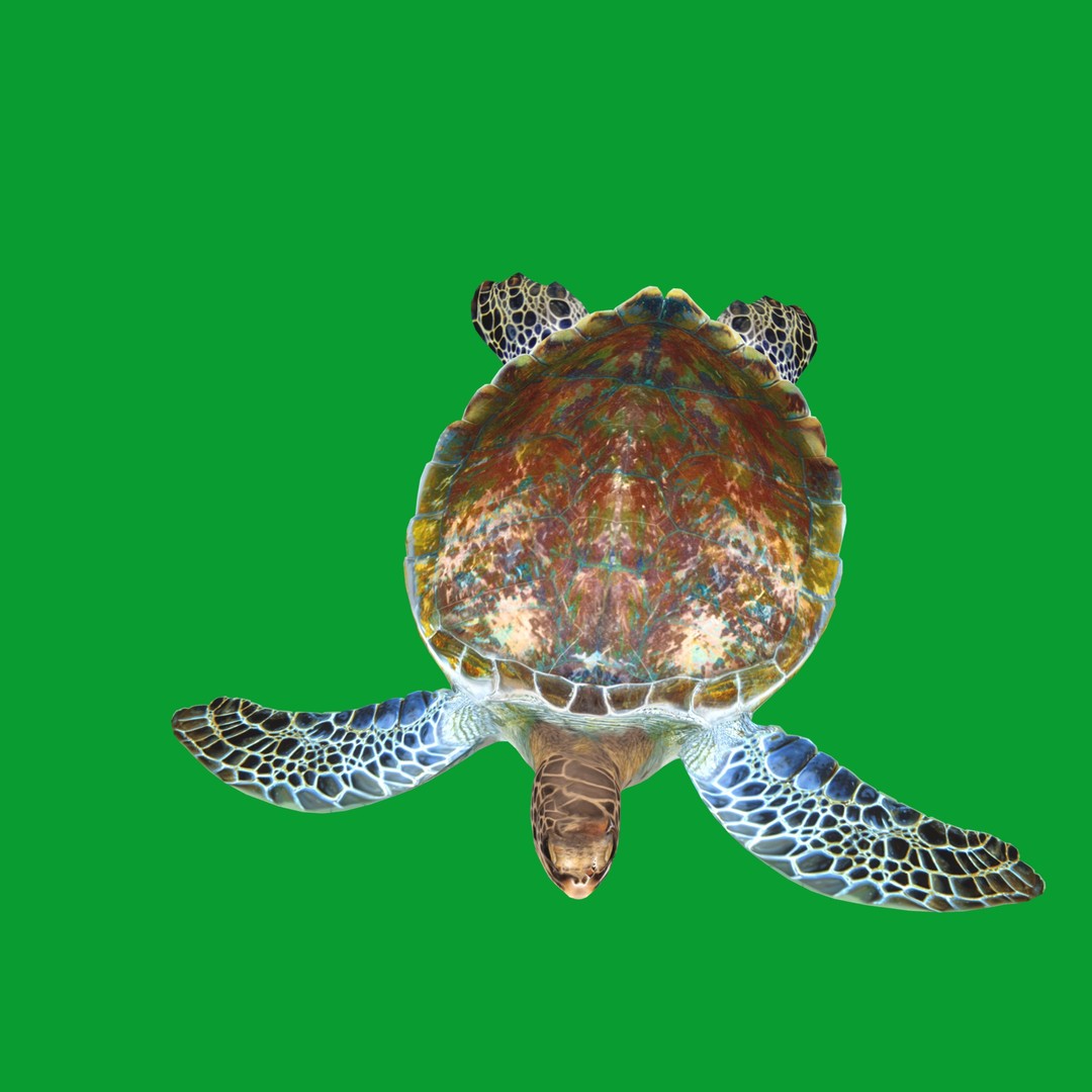 Green Sea Turtle 3D Model – Low Poly Game Ready Asset, FBX, Blender - View 23