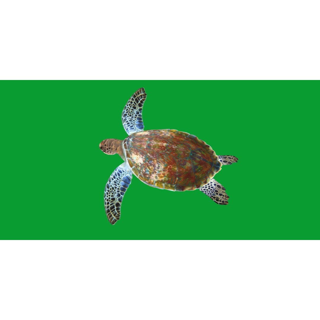 Green Sea Turtle 3D Model – Low Poly Game Ready Asset, FBX, Blender - View 24