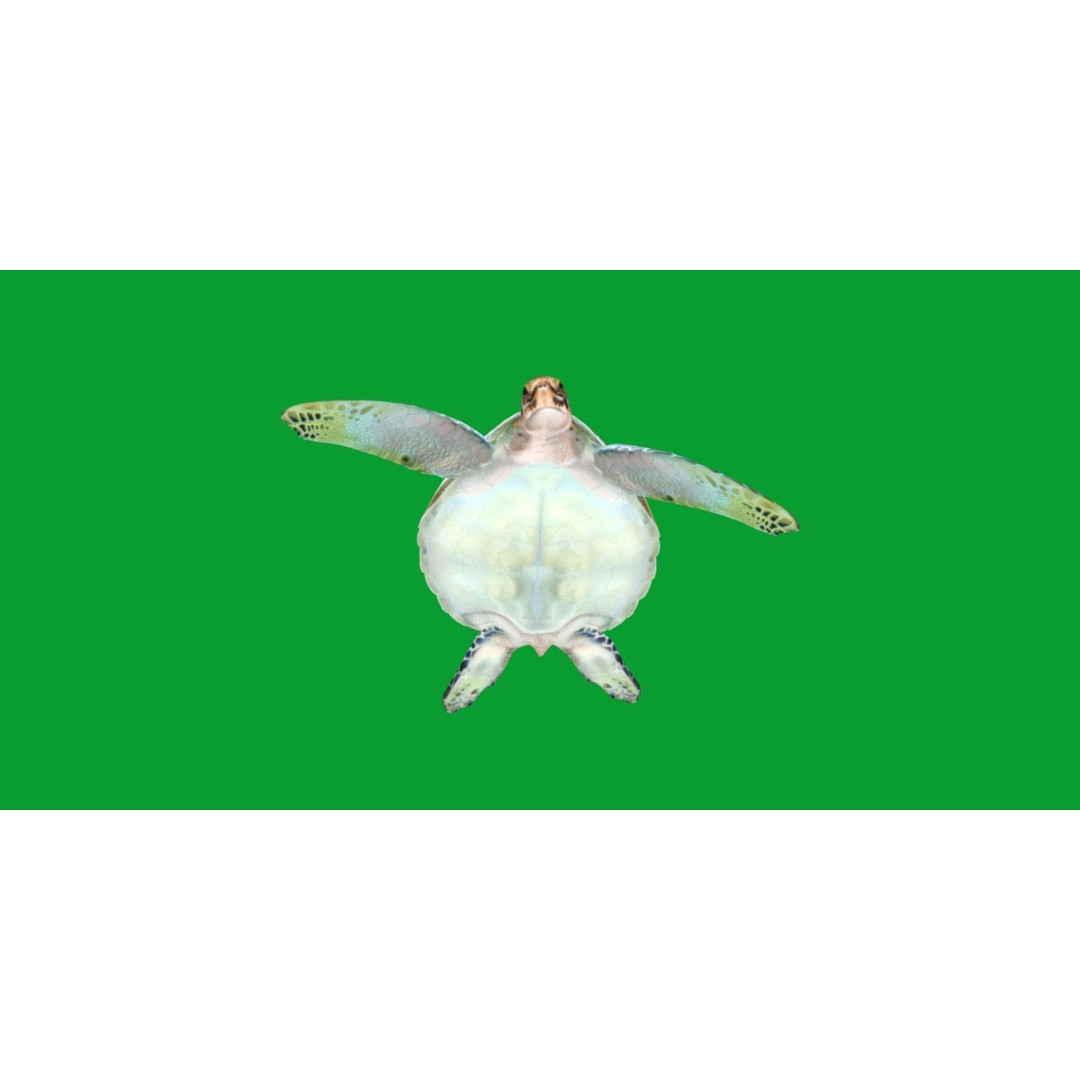 Green Sea Turtle 3D Model – Low Poly Game Ready Asset, FBX, Blender - View 25