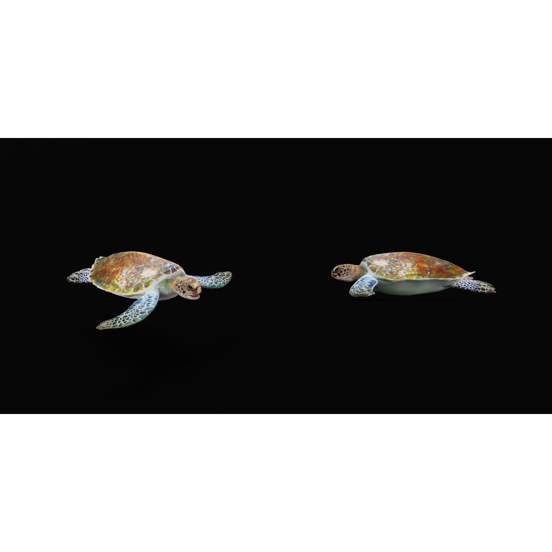 Green Sea Turtle 3D Model – Low Poly Game Ready Asset, FBX, Blender - View 26