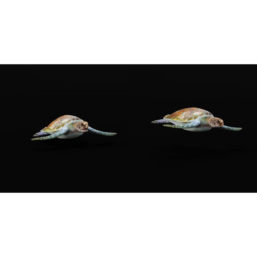 Green Sea Turtle 3D Model – Low Poly Game Ready Asset, FBX, Blender - View 29