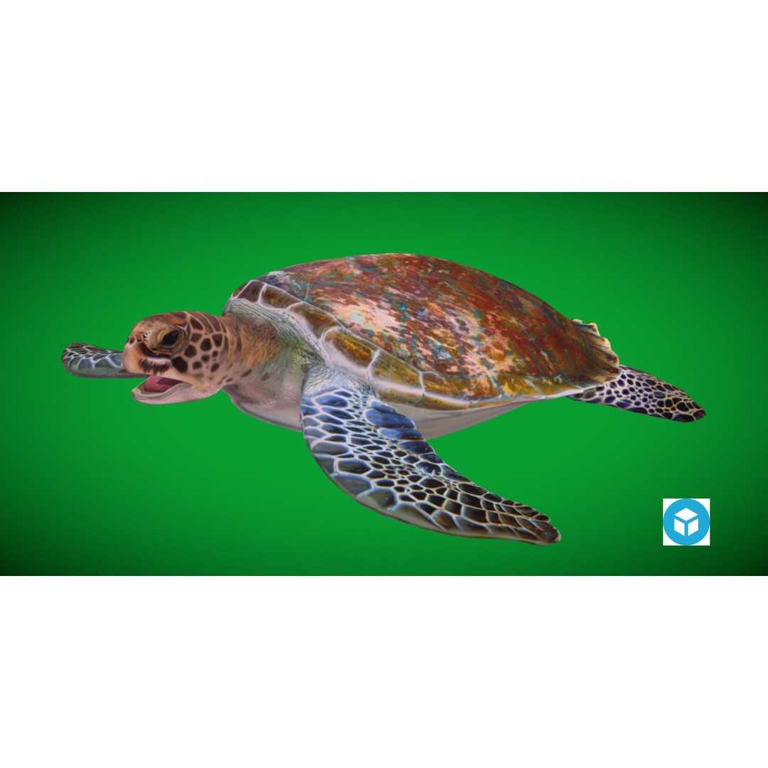 Green Sea Turtle 3D Model – Low Poly Game Ready Asset, FBX, Blender - View 3
