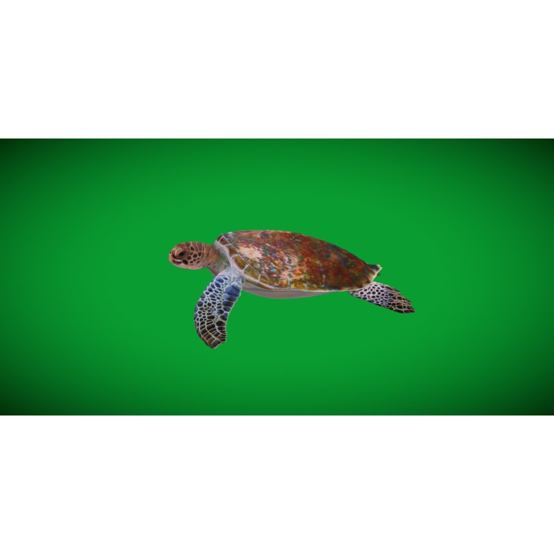 Green Sea Turtle 3D Model – Low Poly Game Ready Asset, FBX, Blender - View 30