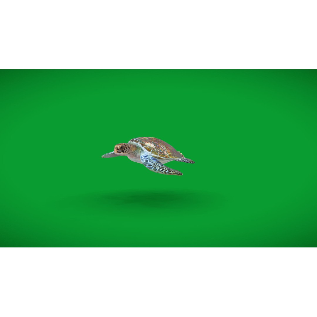 Green Sea Turtle 3D Model – Low Poly Game Ready Asset, FBX, Blender - View 31