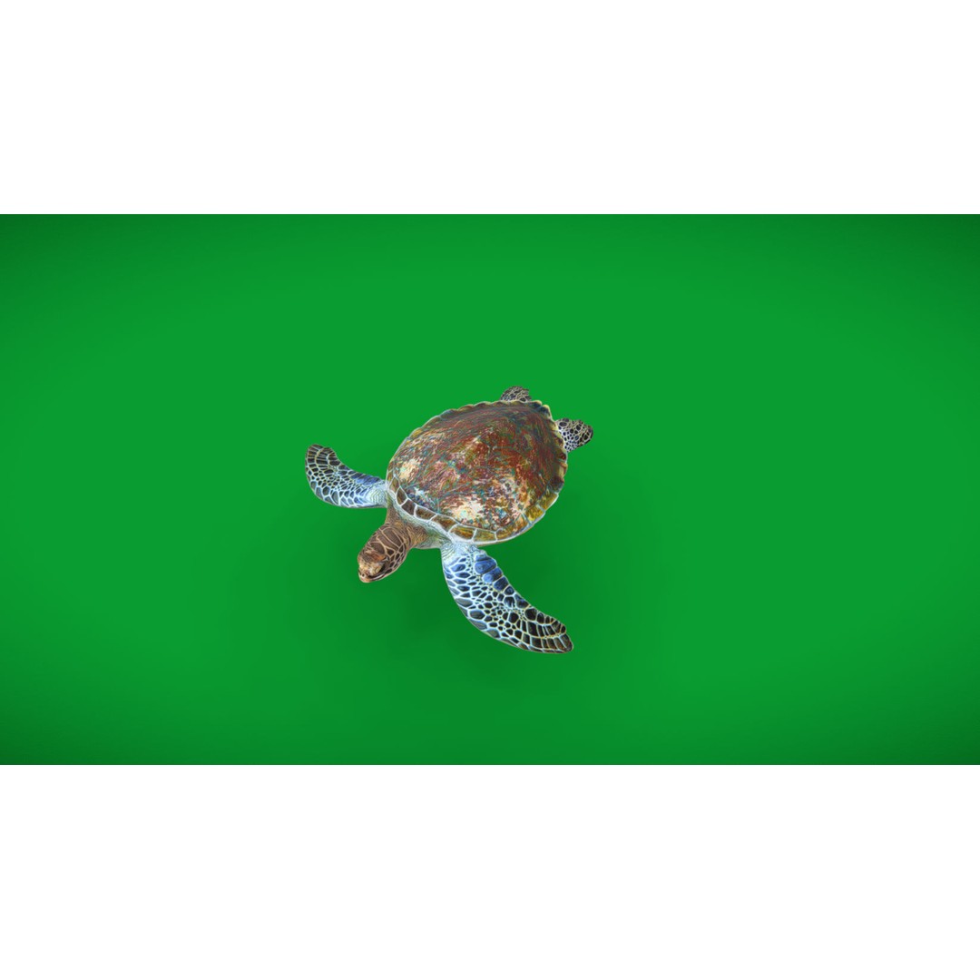 Green Sea Turtle 3D Model – Low Poly Game Ready Asset, FBX, Blender - View 32