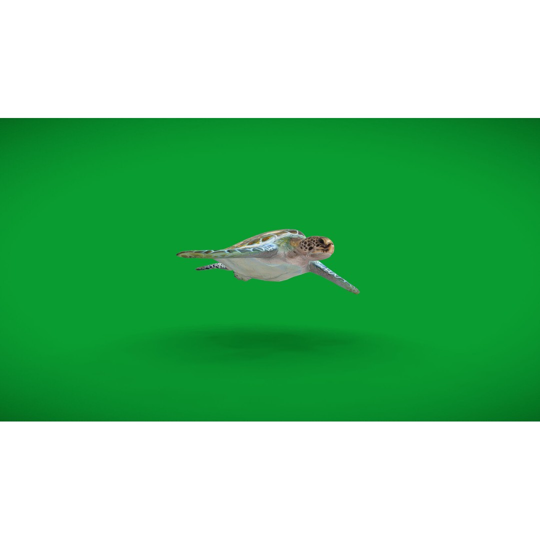 Green Sea Turtle 3D Model – Low Poly Game Ready Asset, FBX, Blender - View 33