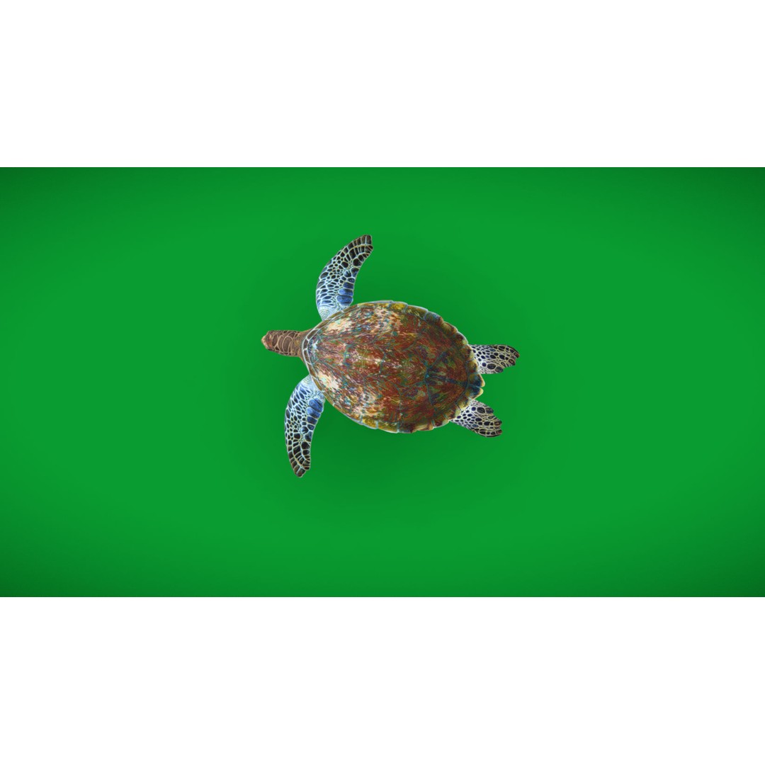 Green Sea Turtle 3D Model – Low Poly Game Ready Asset, FBX, Blender - View 34