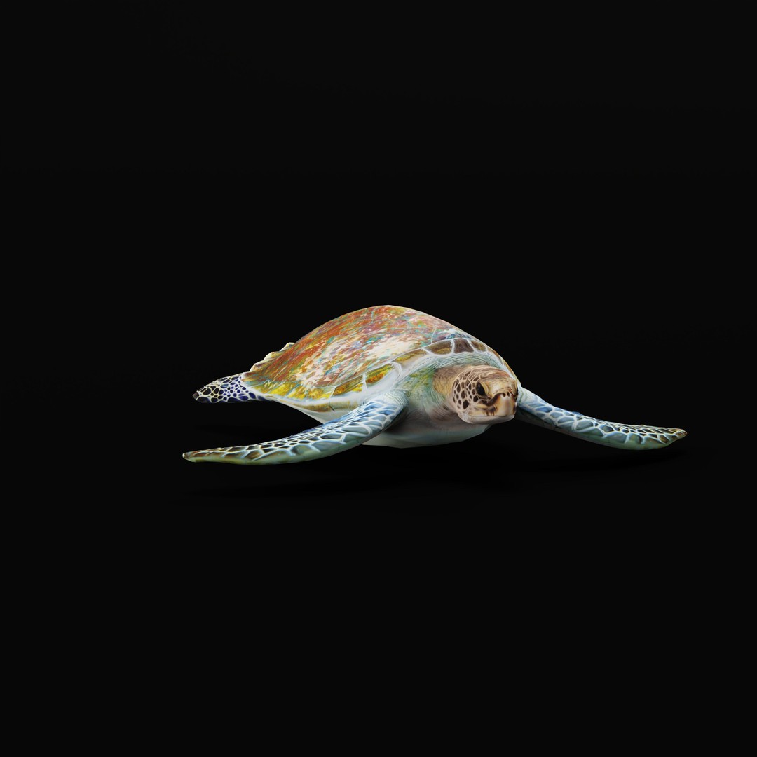 Green Sea Turtle 3D Model – Low Poly Game Ready Asset, FBX, Blender - View 35