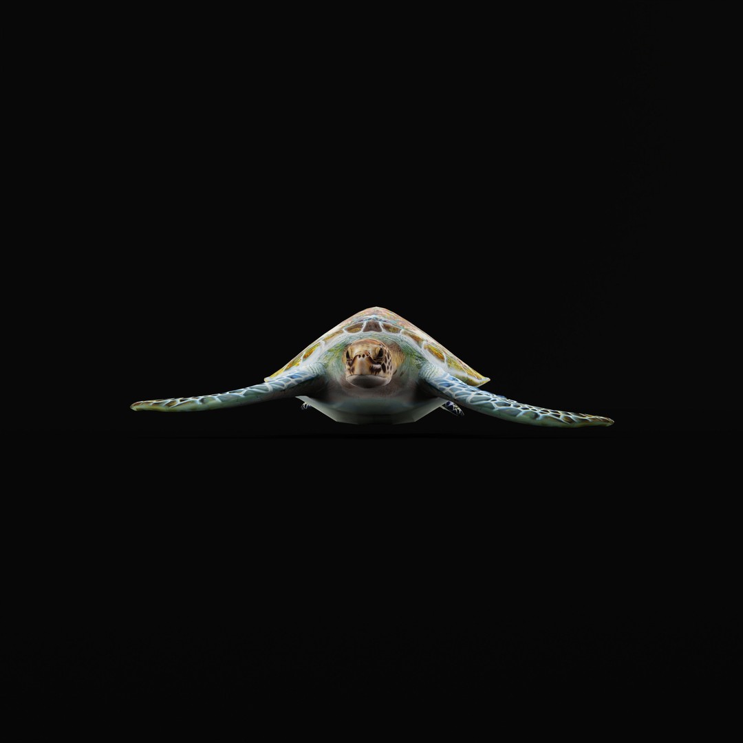 Green Sea Turtle 3D Model – Low Poly Game Ready Asset, FBX, Blender - View 36