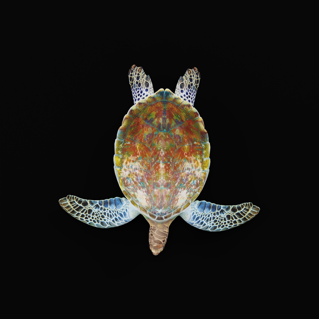 Green Sea Turtle 3D Model – Low Poly Game Ready Asset, FBX, Blender - View 37