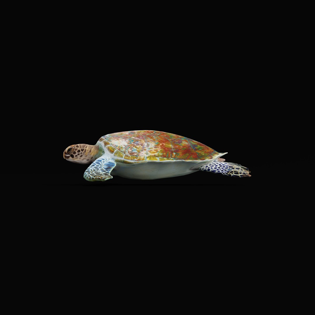Green Sea Turtle 3D Model – Low Poly Game Ready Asset, FBX, Blender - View 38