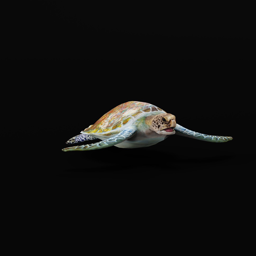 Green Sea Turtle 3D Model – Low Poly Game Ready Asset, FBX, Blender - View 39