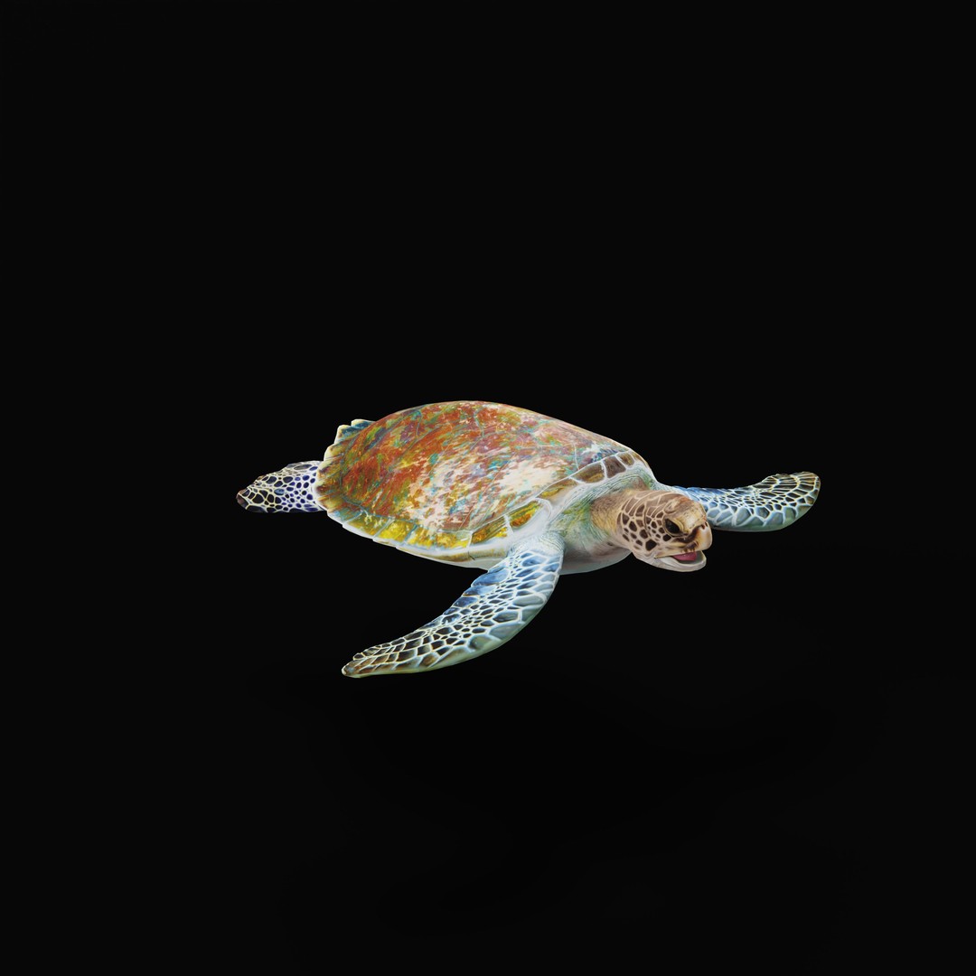 Green Sea Turtle 3D Model – Low Poly Game Ready Asset, FBX, Blender - View 40
