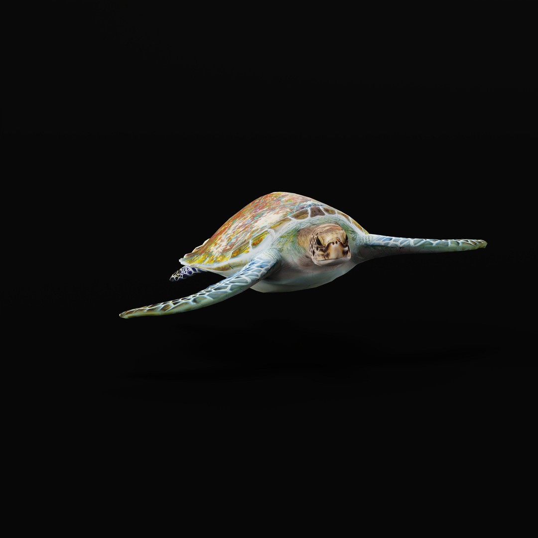 Green Sea Turtle 3D Model – Low Poly Game Ready Asset, FBX, Blender - View 41