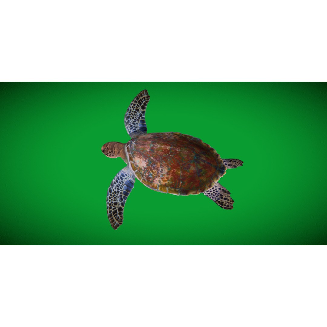 Green Sea Turtle 3D Model – Low Poly Game Ready Asset, FBX, Blender - View 5