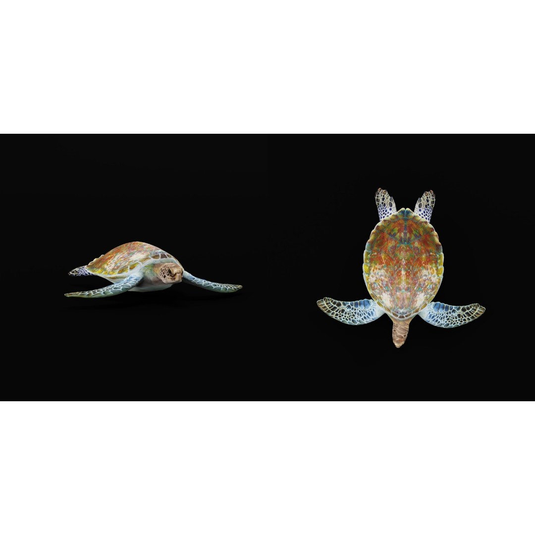 Green Sea Turtle 3D Model – Low Poly Game Ready Asset, FBX, Blender - View 6