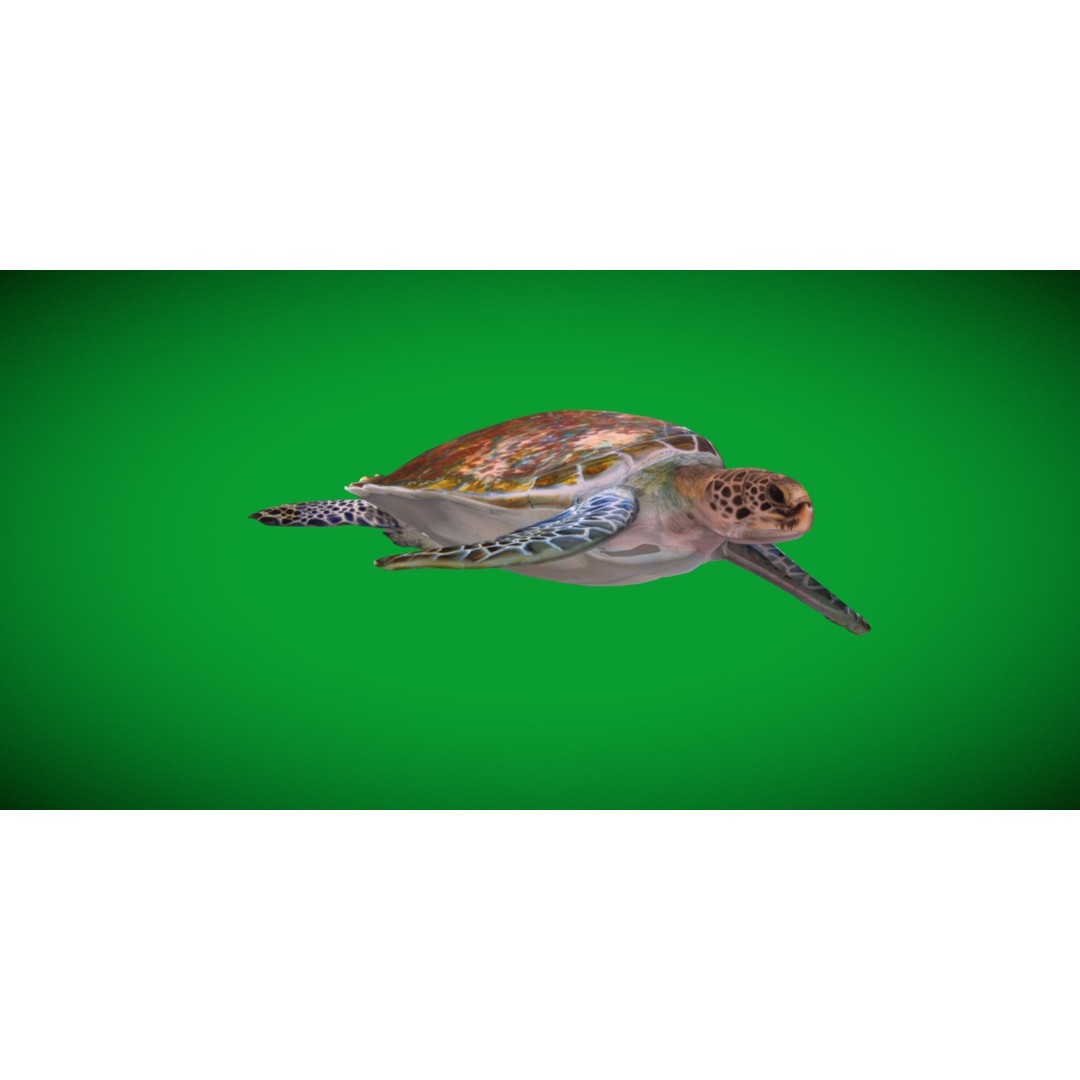 Green Sea Turtle 3D Model – Low Poly Game Ready Asset, FBX, Blender - View 7