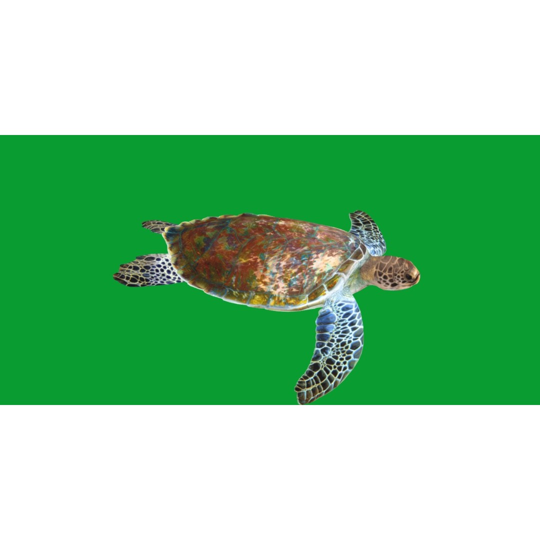 Green Sea Turtle 3D Model – Low Poly Game Ready Asset, FBX, Blender - View 8