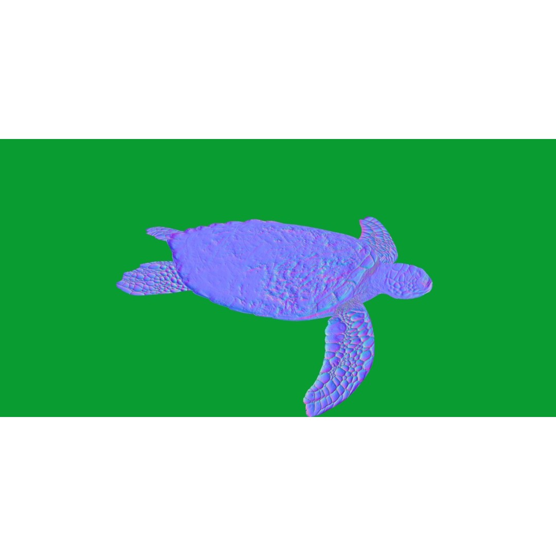 Green Sea Turtle 3D Model – Low Poly Game Ready Asset, FBX, Blender - View 9