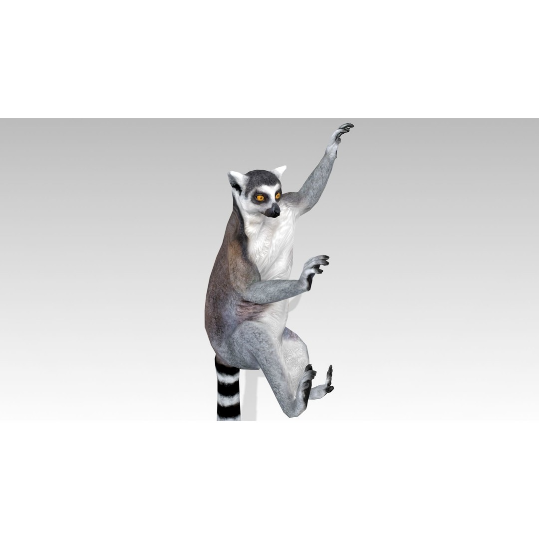Ring-tailed Lemur 3D Model – Low Poly Animated Asset, FBX - View 10