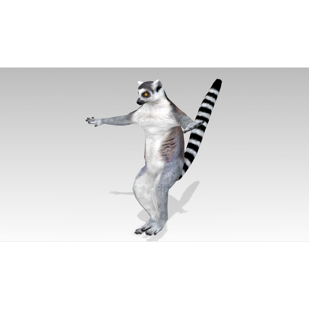 Ring-tailed Lemur 3D Model – Low Poly Animated Asset, FBX - View 11