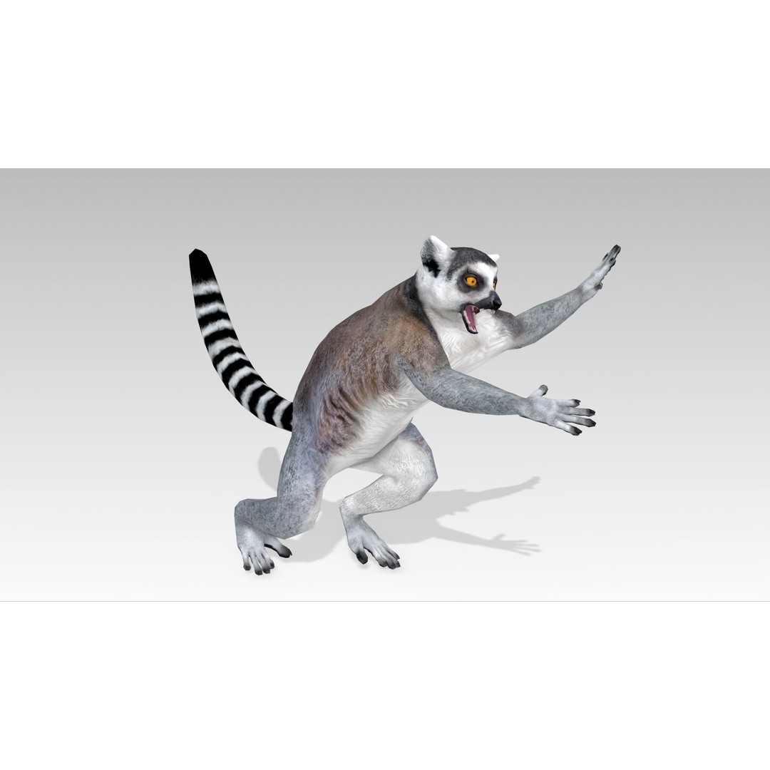 Ring-tailed Lemur 3D Model – Low Poly Animated Asset, FBX - View 12