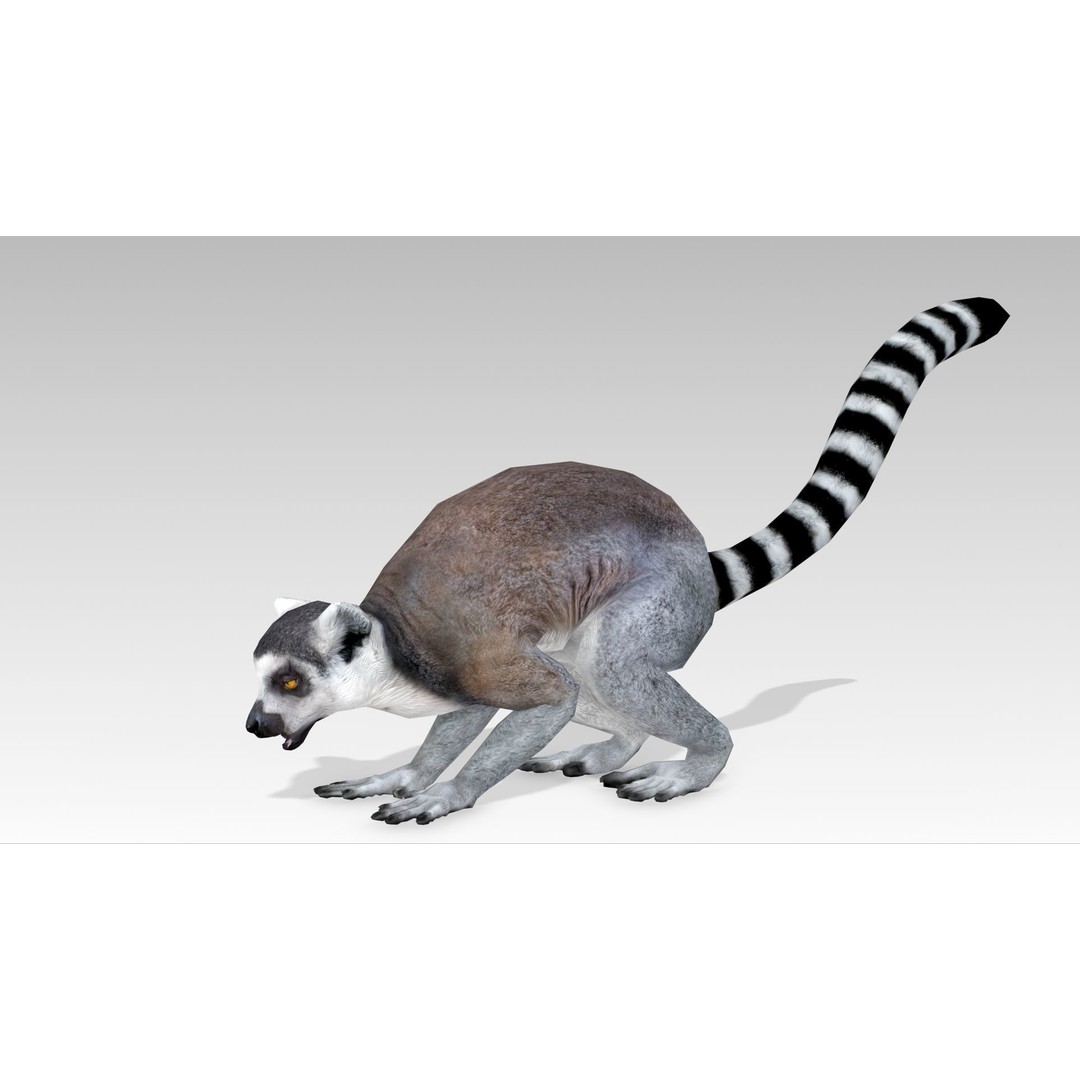 Ring-tailed Lemur 3D Model – Low Poly Animated Asset, FBX - View 13