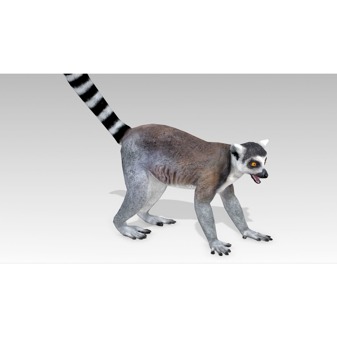 Ring-tailed Lemur 3D Model – Low Poly Animated Asset, FBX - View 14
