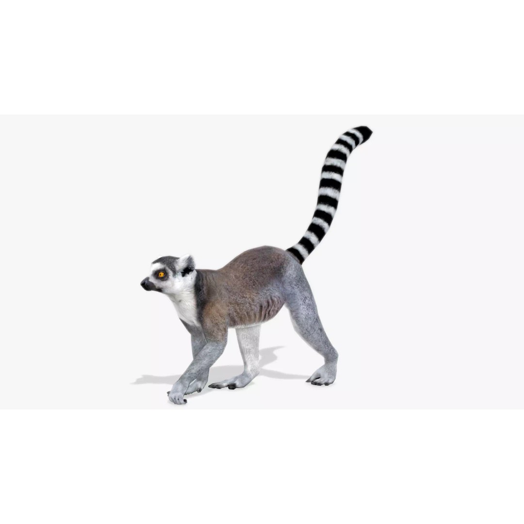 Ring-tailed Lemur 3D Model – Low Poly Animated Asset, FBX - View 2