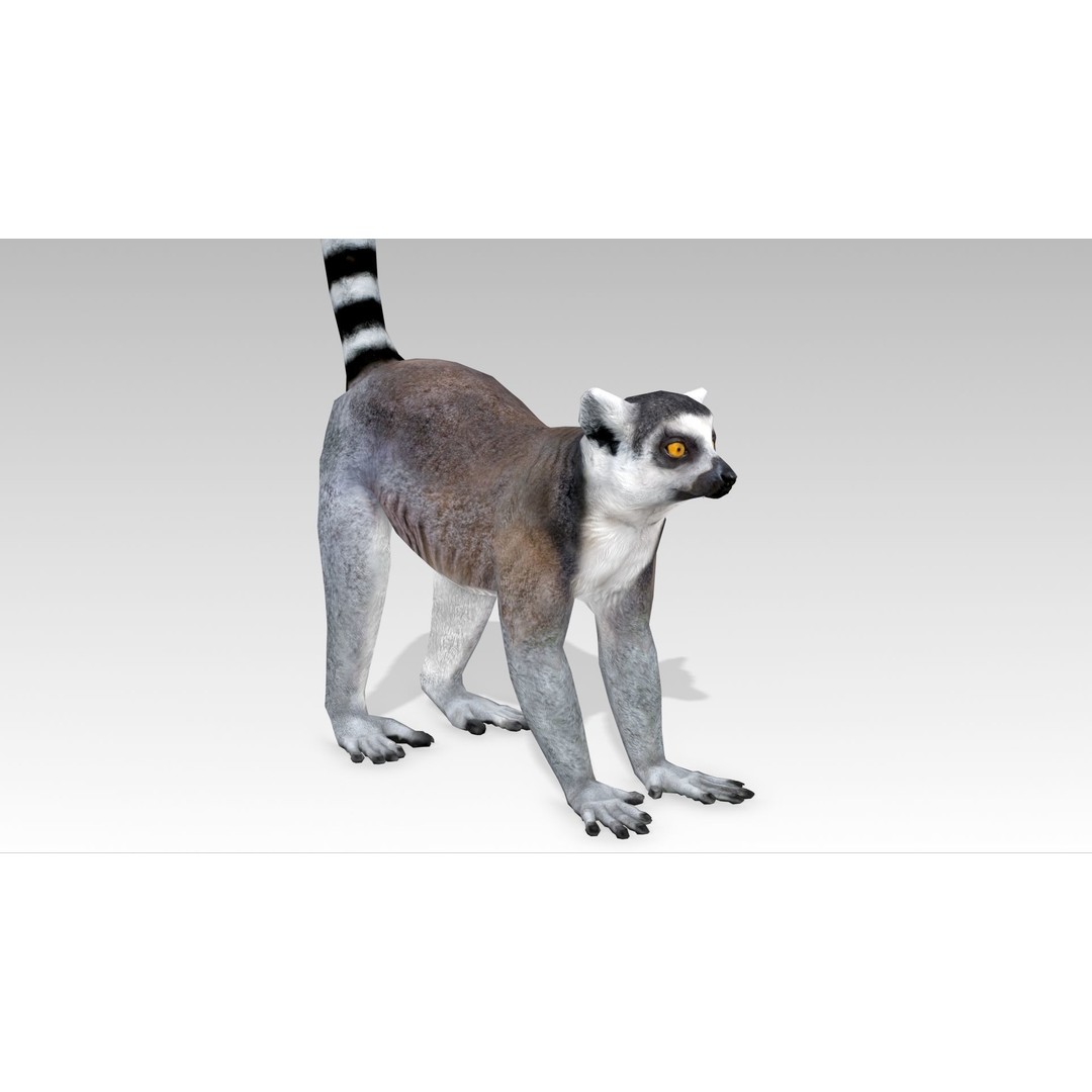 Ring-tailed Lemur 3D Model – Low Poly Animated Asset, FBX - View 3
